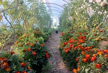 Omáčky ze Slavností rajčat jsou podnikatelem roku