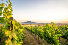 Naprostá věrnost. Hudba na vinicích ani v roce 2026 Valtice nemine