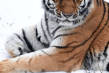 Zoo Hodonín přišla o tygřici. Plánuje nový chov