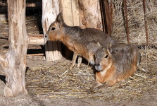 Zoo Hodonín má nový druh – mary stepní